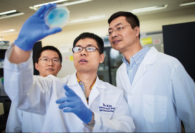 A photo showing Postdoctoral Fellows Xinzheng Guo, PhD and Ye Xie, PhD, with Bo Chen, PhD, examining the bacterial colonies growing on an agarose plate.