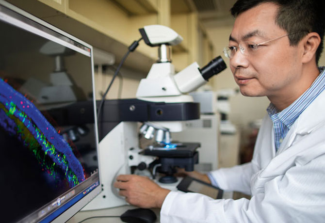 A photo showing Bo Chen, PhD, examining the structural elements of a retinal slice at a cellular level.